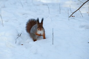 雪地中的松鼠