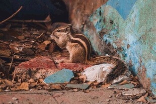 废墟中的猴子