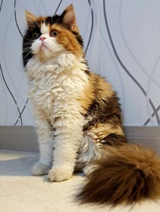 三色长毛猫端坐姿态优雅