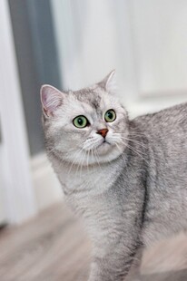 银渐层猫咪好奇张望