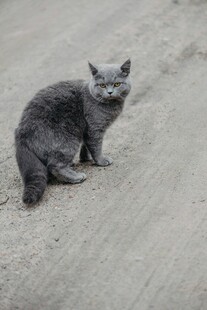 灰猫蹲坐于砂石路面