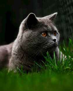 草地上的灰蓝猫
