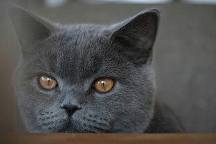 可爱灰蓝猫凝视瞬间