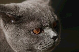 灰蓝猫的深邃橙眼