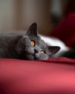慵懒灰猫趴于红垫上