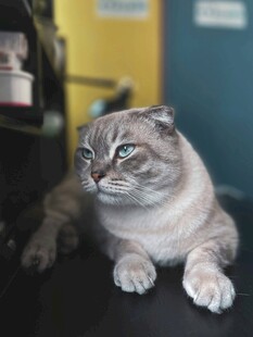 慵懒猫咪惬意趴坐