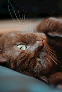 仰头猫咪展现好奇神态