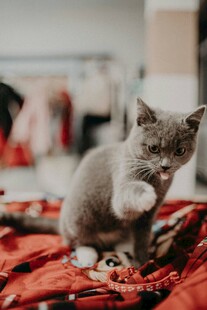 可爱灰猫在床上俏皮玩耍