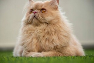 长毛波斯猫静卧于草地