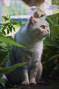 绿植间的可爱猫咪