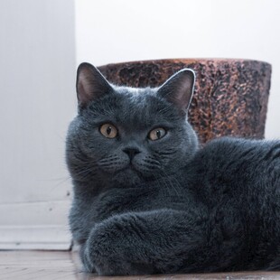 灰色猫咪安静趴坐