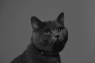 黑猫特写