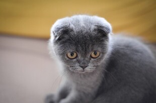 可爱灰蓝小猫呆萌模样