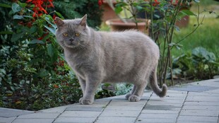 庭院中的灰猫