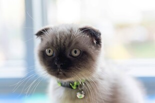 可爱折耳猫戴铃铛