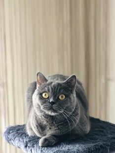 灰色猫咪趴窝中