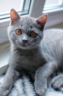 可爱灰蓝猫趴卧姿态
