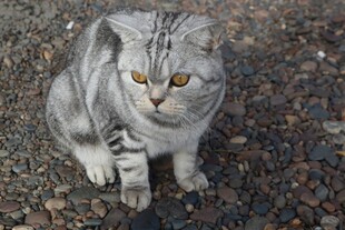 灰纹猫咪蹲坐碎石地面