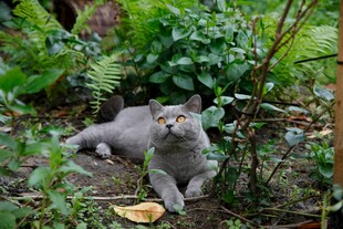 花园中休憩的灰猫