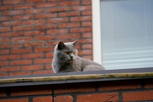 屋顶上的猫咪
