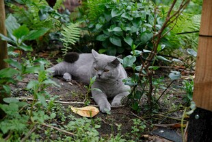 花园中休憩的灰色猫咪