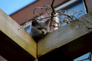 木架角落的好奇小猫
