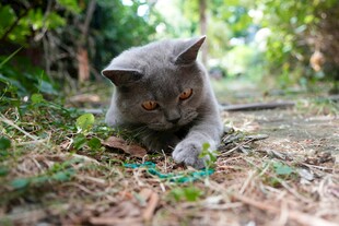 灰猫于草地专注觅食