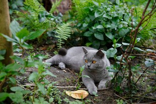 林间休憩的猫咪