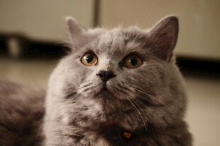 可爱灰猫抬头好奇张望