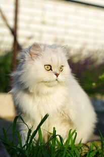 草地上的白色长毛猫咪