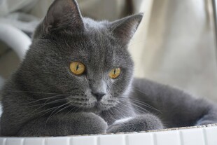 灰猫静卧