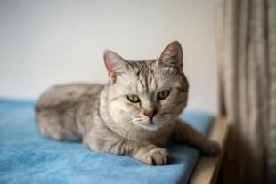 灰色猫咪悠闲趴坐