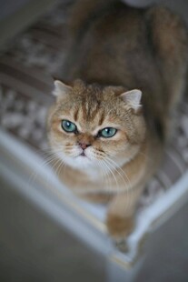 可爱金渐层猫咪安静趴卧