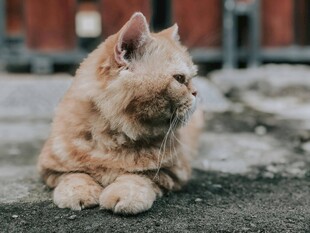 橘猫趴地侧望