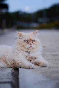 慵懒猫咪惬意趴卧