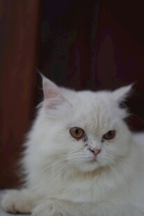 白色长毛猫悠闲趴卧