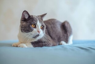 可爱猫咪侧卧蓝色垫子上