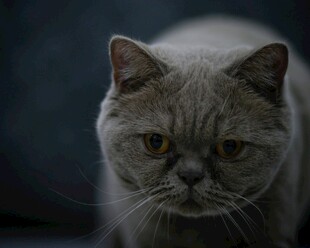灰毛萌猫特写
