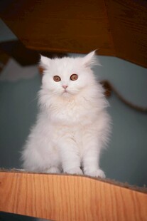 白色长毛小猫端坐