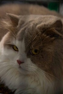 慵懒长毛猫