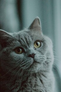 灰猫仰头凝视