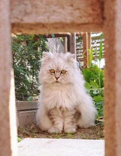 窗边的长毛猫咪