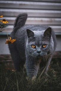 灰猫于花草旁好奇张望
