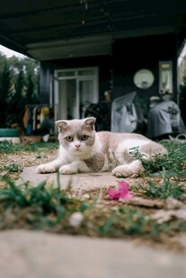 门前休憩的可爱猫咪