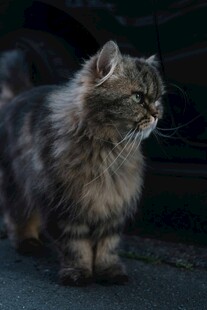 长毛猫咪侧立神情专注
