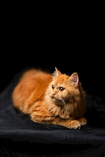 橘色长毛猫优雅趴卧