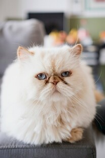 可爱长毛猫咪慵懒趴坐