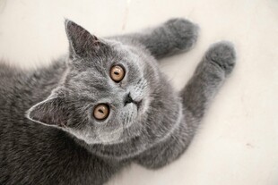 可爱灰猫仰头望镜头