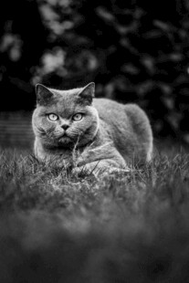 草地上的慵懒猫咪