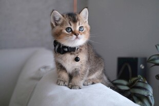 可爱小猫端坐沙发